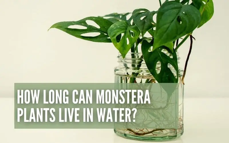 How Long Can Monstera Plants Live In Water?