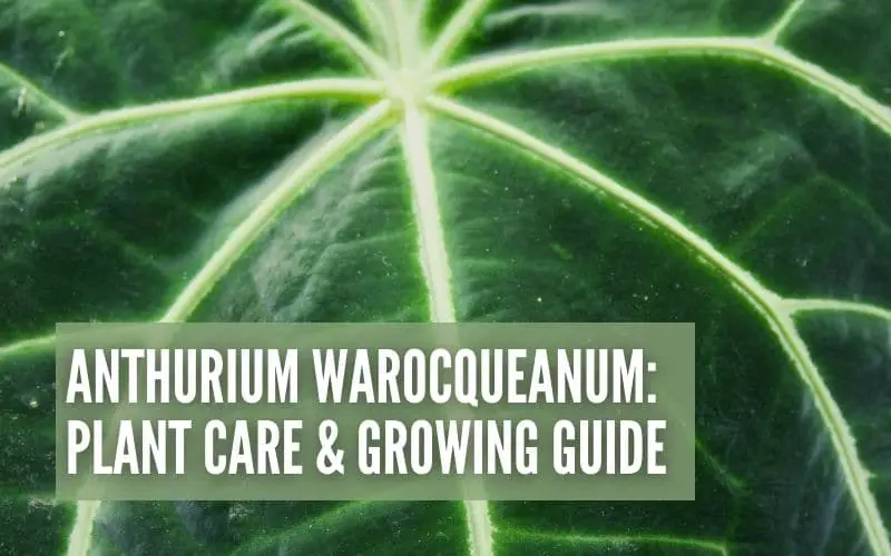 Anthurium Warocqueanum: Plant Care & Growing Guide