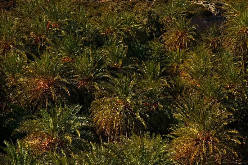 Vai Palm Forest