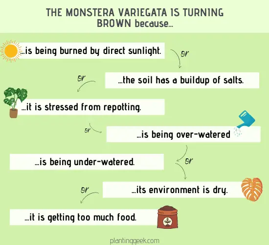 Why the Monstera Variegata might be turning brown infographic