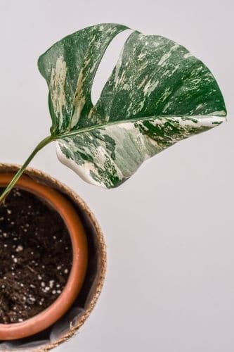 Monstera Variegata