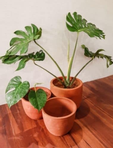 Repotting Monstera Plants