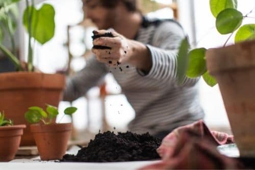 Repotting a Monstera Plant