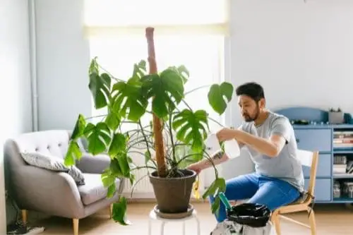 Misting a Monstera Plant