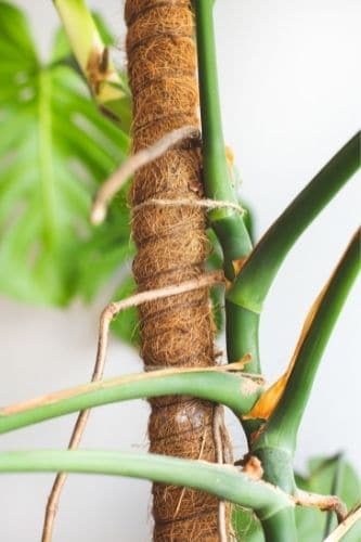 Monstera Aerial Roots 