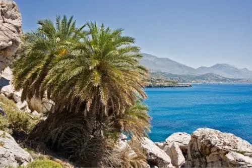 Cretan Date Palm
