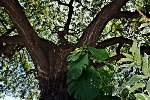 Monstera Plant climbing a tree