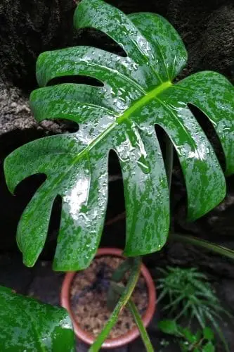 Wet Monstera Plant