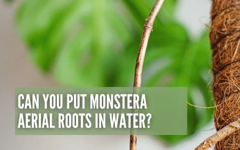 Can You Put Monstera Aerial Roots In Water?