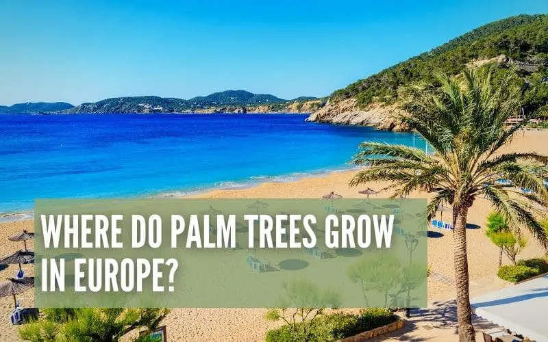 Where Do Palm Trees Grow In Europe?