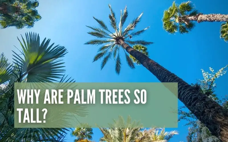 Why Are Palm Trees So Tall?