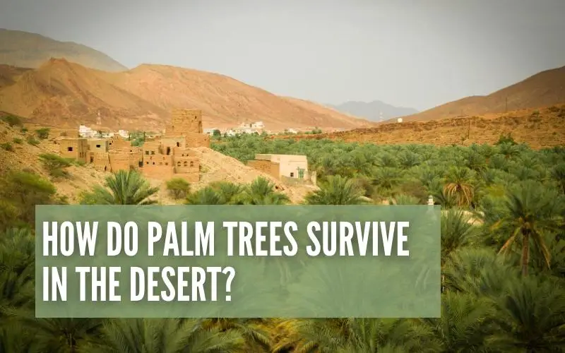 How Do Palm Trees Survive In The Desert?