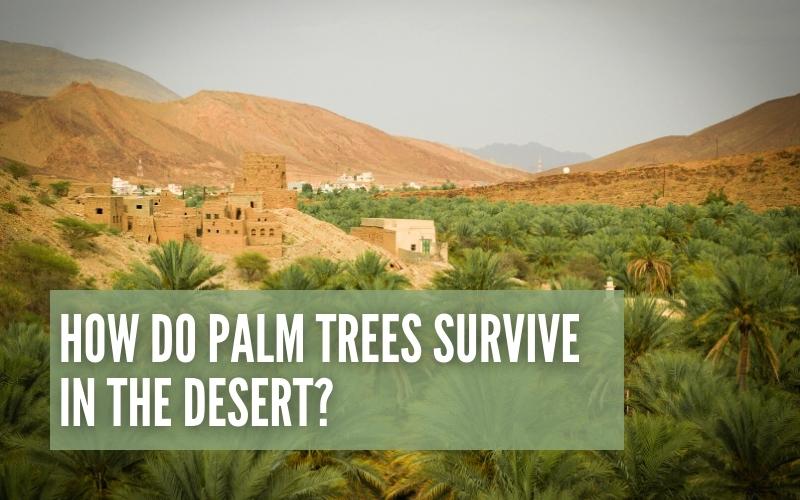 How Do Palm Trees Survive In The Desert 