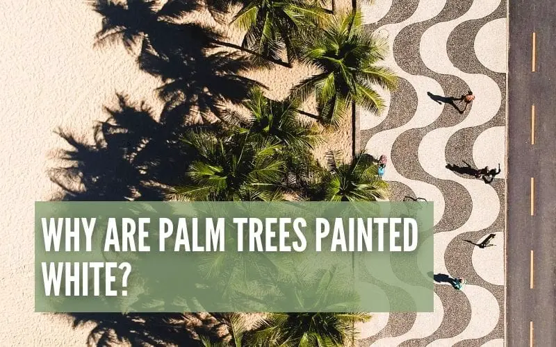 Why Are Palm Trees Painted White?