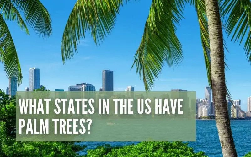 What States In The US Have Palm Trees?