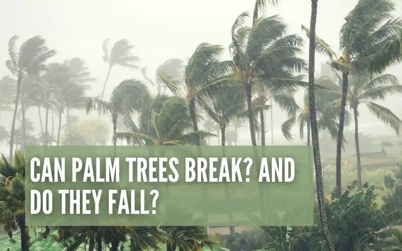 Can Palm Trees Break?