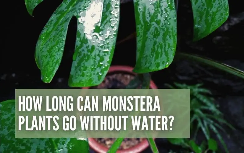 How Long Can Monstera Plants Go Without Water?