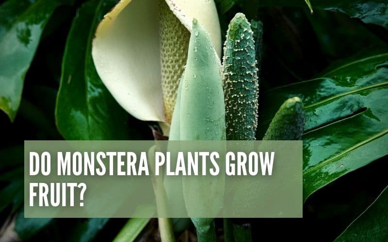 Do Monstera Plants Grow Fruit?