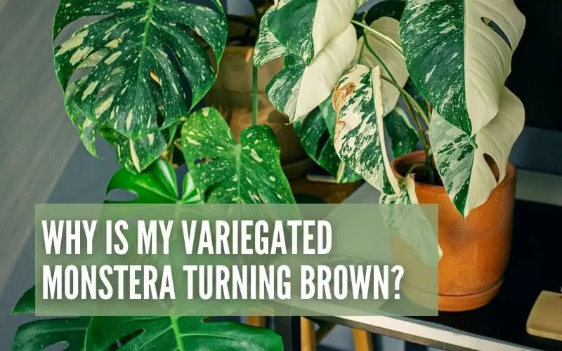 Why Is My Variegated Monstera Turning Brown?