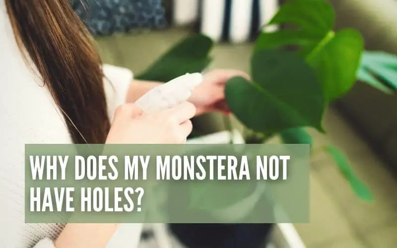 Why Does My Monstera Not Have Holes?