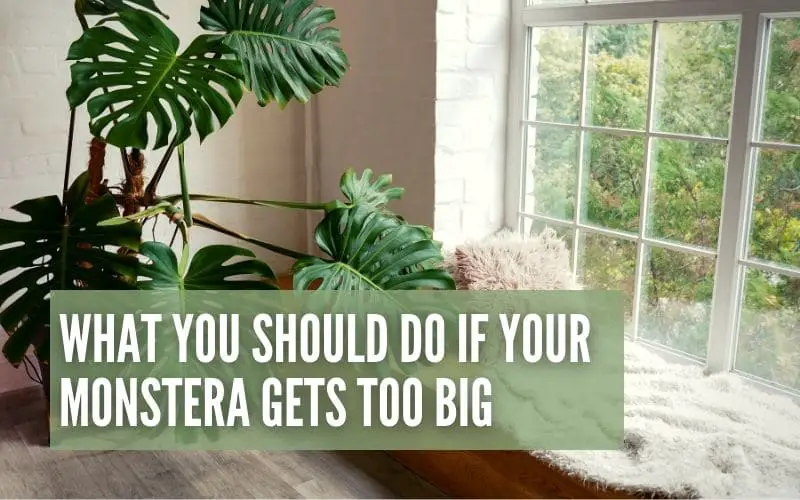 What You Should Do If Your Monstera Gets Too Big