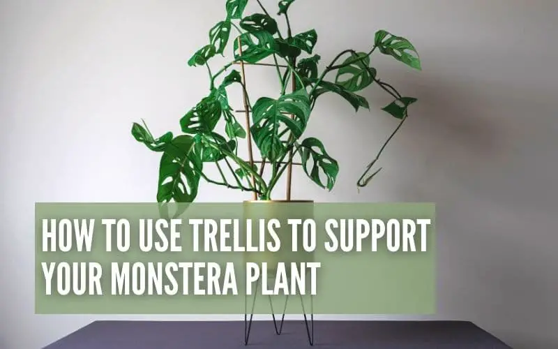How To Use Trellis To Support Your Monstera Plant