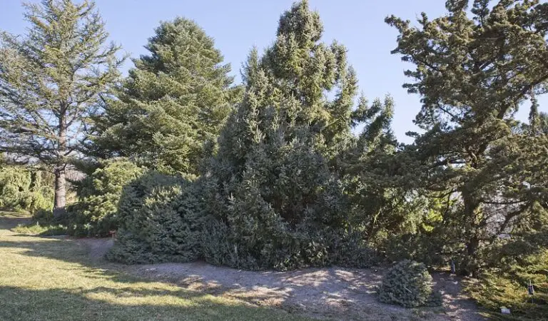 15 Dwarf Pine Trees To Grow At Home
