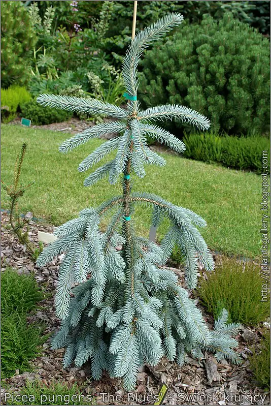 Picea pungens ‘The Blues’