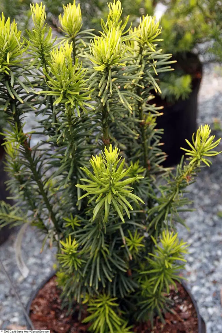 15 Dwarf Pine Trees To Grow At Home