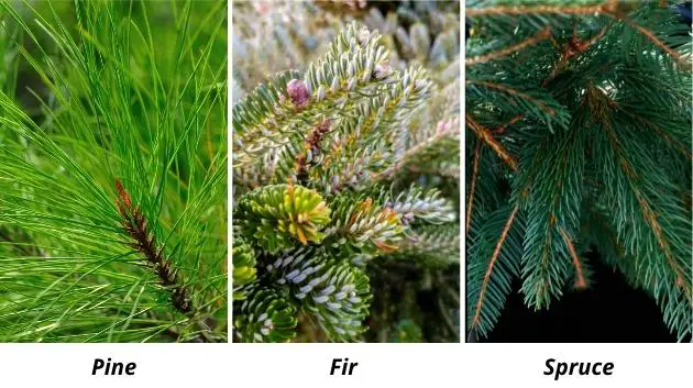 Pine vs Fir vs Spruce