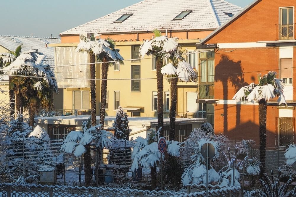 Can Palm Trees Survive Cold Weather 