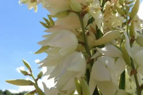 Yucca Plant Flowers
