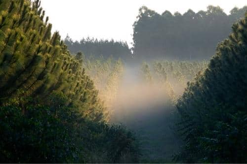 Pine Tree Plantation