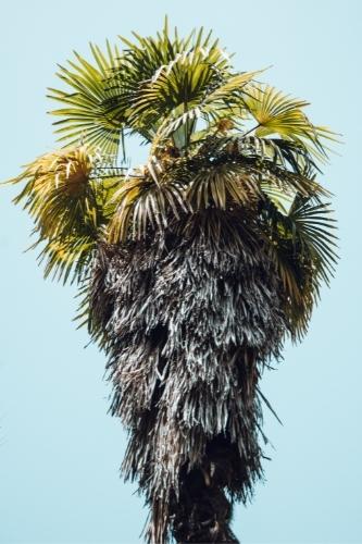 is-my-palm-tree-dead-7-signs-that-show-your-palm-tree-is-dead