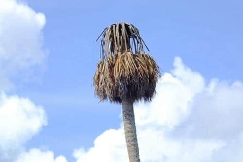 is-my-palm-tree-dead-7-signs-that-show-your-palm-tree-is-dead