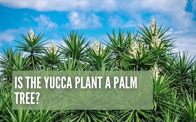 Is The Yucca Plant a Palm Tree?