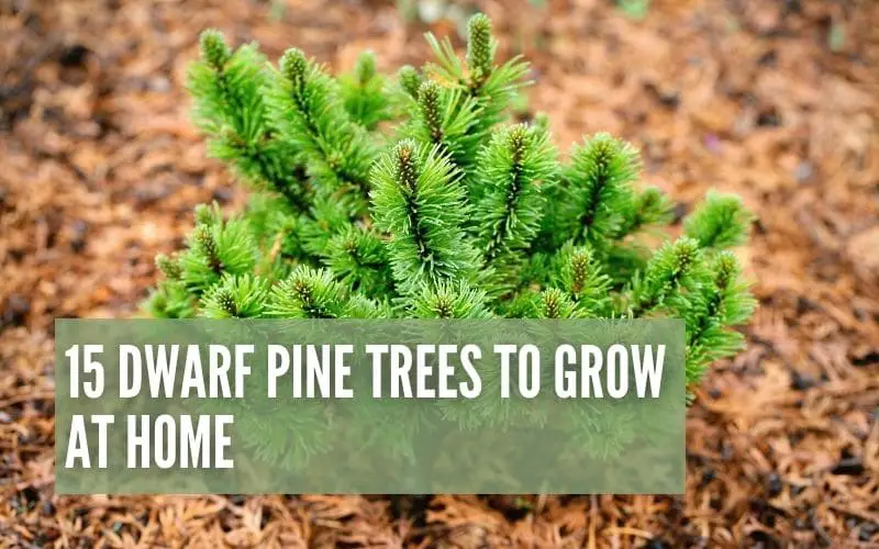 15 Dwarf Pine Trees To Grow At Home