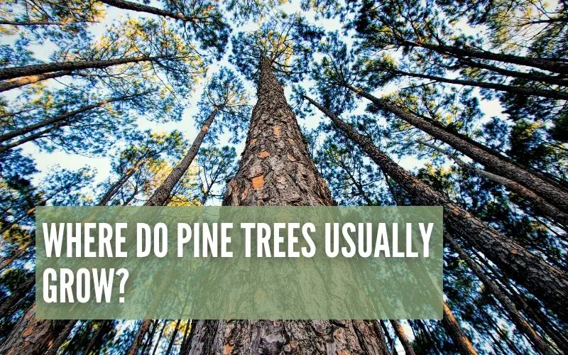 Where Do Pine Trees Usually Grow?
