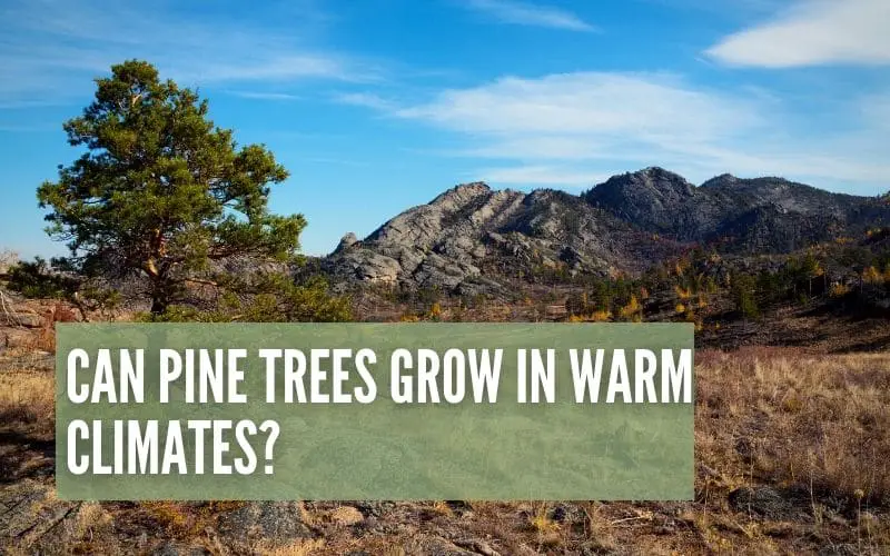Can Pine Trees Grow In Warm Climates?