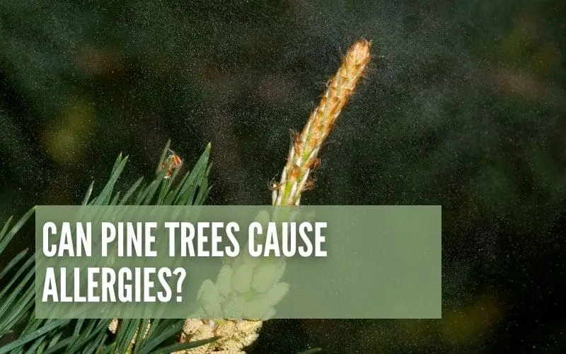 Can Pine Trees Cause Allergies?