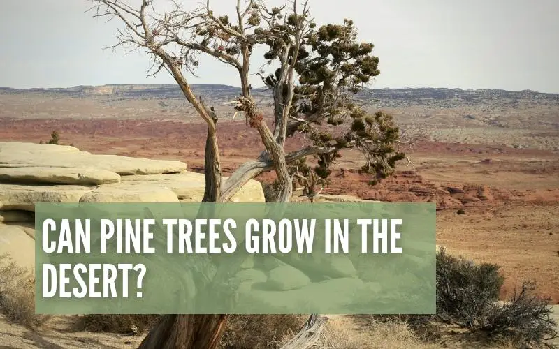 Can Pine Trees Grow In The Desert?