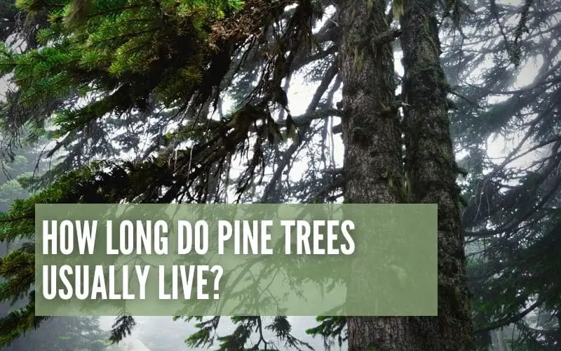 How Long Do Pine Trees Live?