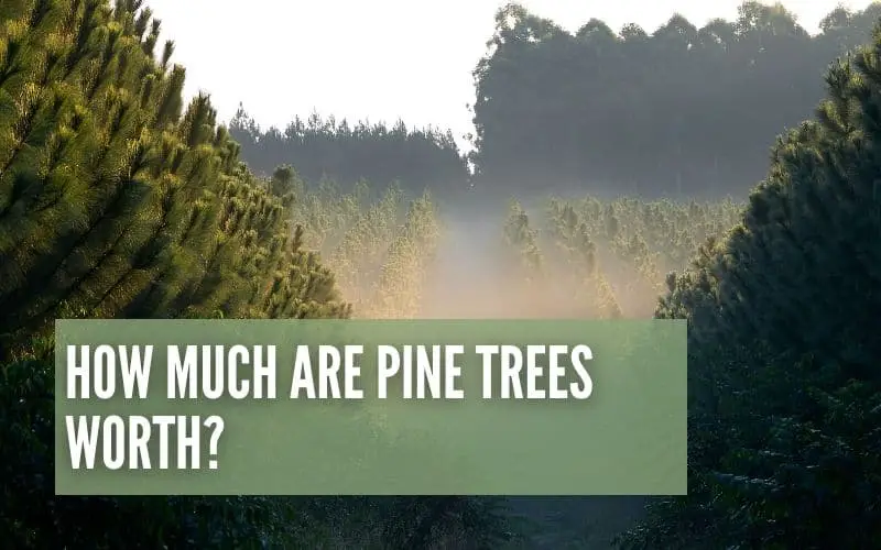 How Much Are Pine Trees Worth?