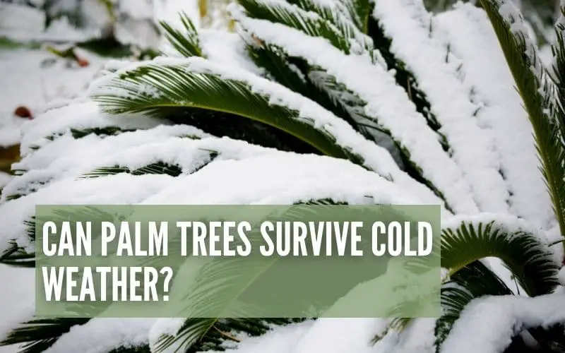 Can Palm Trees Survive Cold Weather?