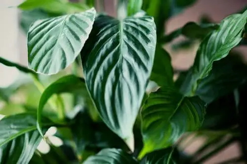 8 Reasons Why Your Peace Lily Is Not Flowering