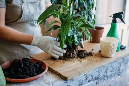 Repotting a Peace Lily.