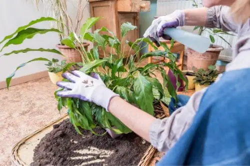 Spraying a Peace Lily