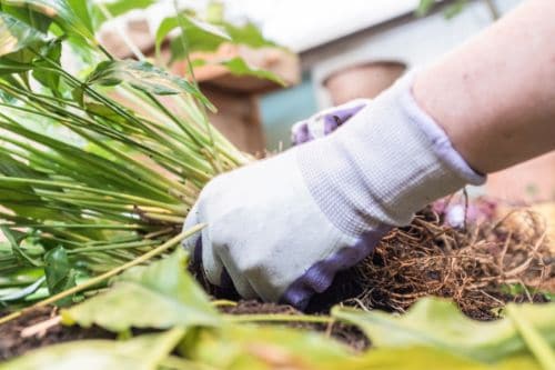 Repotting a Peace Lily
