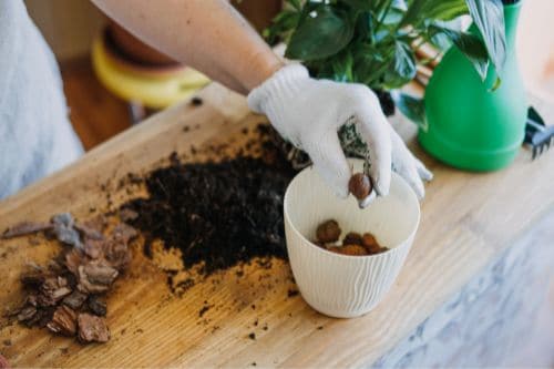 Repotting a Peace Lily.