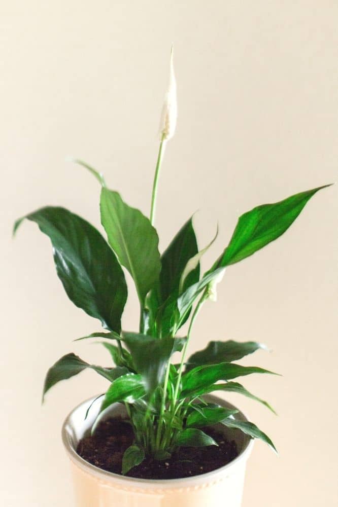 Peace Lily